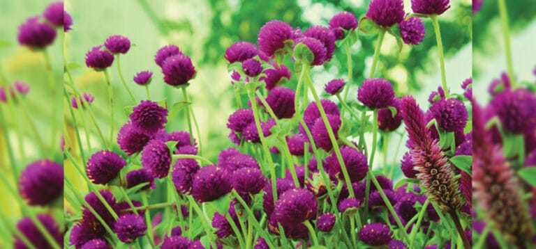 1604626112_makhamali_phool-1200x560