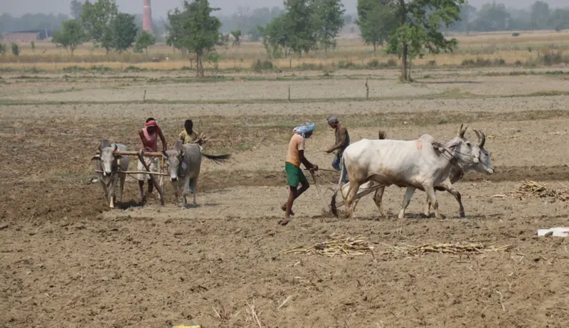 कपिलवस्तुमा उखुको बीउ रोप्दै किसानहरू