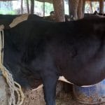 1779026819_Cow.jpg