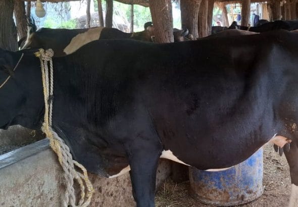 1779026819_Cow.jpg