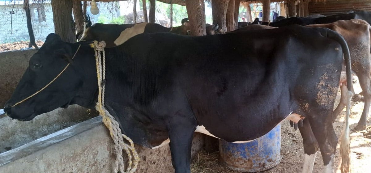 1779026819_Cow.jpg