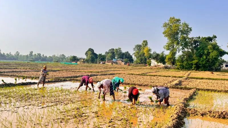 घान रोपाइँ