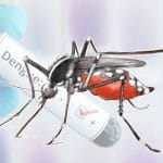 dengue.jpeg