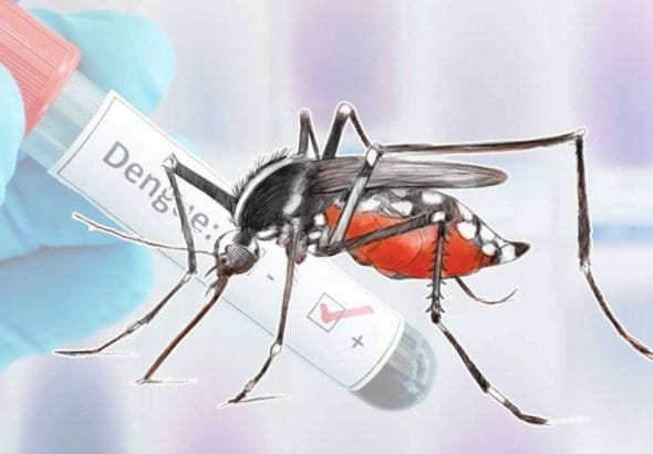 dengue.jpeg
