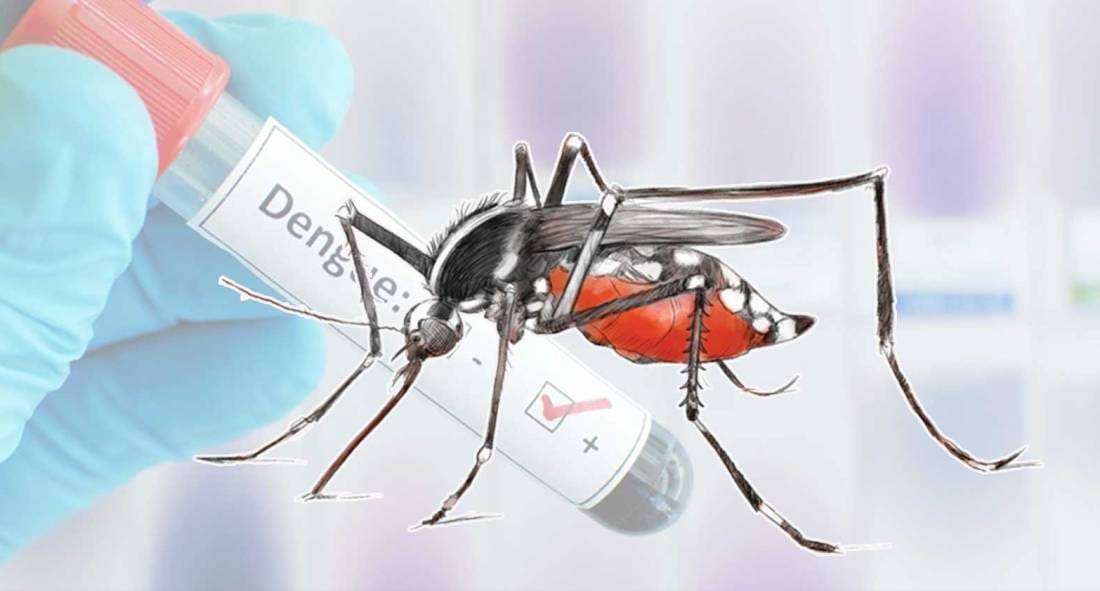 dengue.jpeg