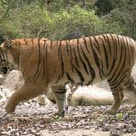 Pate_Bagh-1_uPgCTTktMz_kz3yzLS45i.jpg
