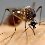 1094395021mosquito_lamkhutte-.jpeg