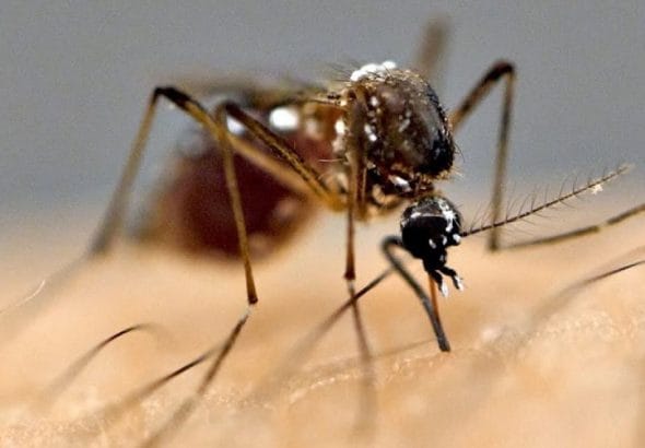 1094395021mosquito_lamkhutte-.jpeg