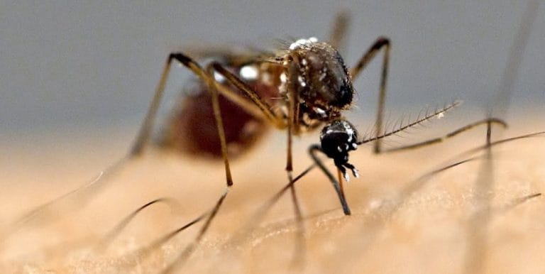 1094395021mosquito_lamkhutte-.jpeg