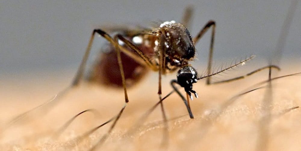 1094395021mosquito_lamkhutte-.jpeg