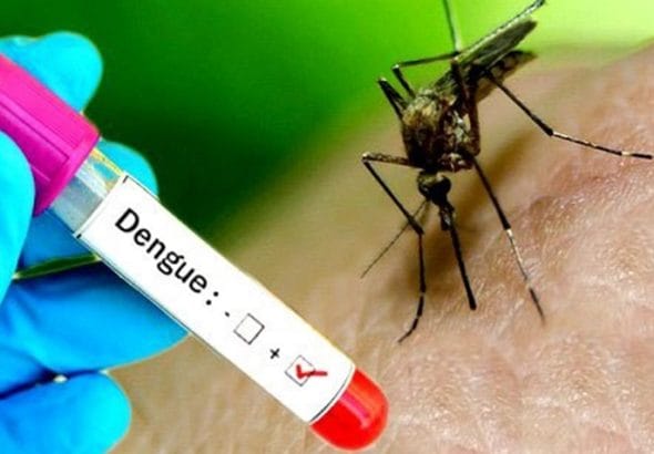 dengue.jpeg