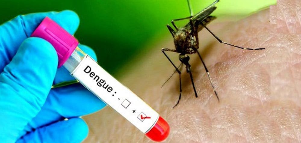 dengue.jpeg