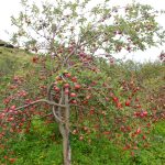 Apple-garden-jumla-netra.jpg