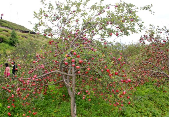 Apple-garden-jumla-netra.jpg