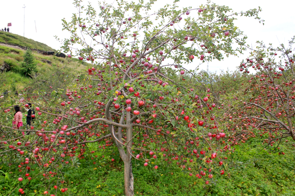 Apple-garden-jumla-netra.jpg